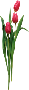 tulipan (8)